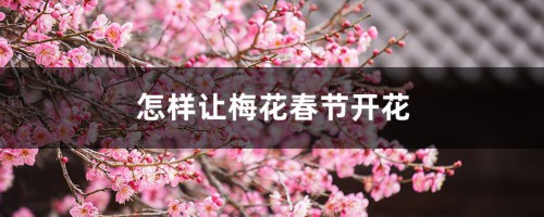 怎样让梅花春节开花